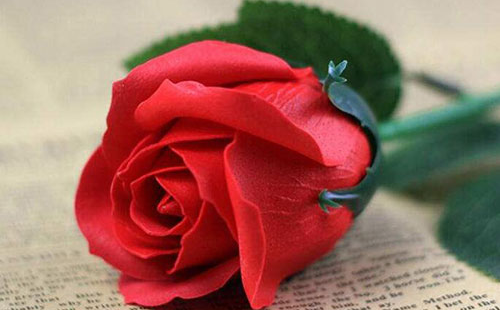 6朵玫瑰花代表什么意思 男人送6朵玫瑰花好吗(图2) 6朵玫瑰花代表什么意思 男人送6朵玫瑰花好吗(图2)