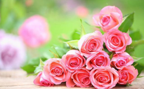 6朵玫瑰花代表什么意思 男人送6朵玫瑰花好吗(图1) 6朵玫瑰花代表什么意思 男人送6朵玫瑰花好吗(图1)