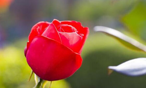 6朵玫瑰花代表什么意思 男人送6朵玫瑰花好吗(图3) 6朵玫瑰花代表什么意思 男人送6朵玫瑰花好吗(图3)