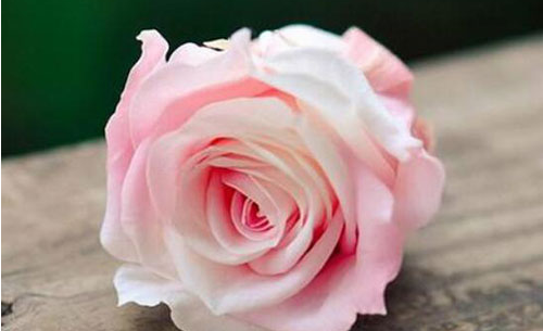 6朵玫瑰花代表什么意思 男人送6朵玫瑰花好吗(图4) 6朵玫瑰花代表什么意思 男人送6朵玫瑰花好吗(图4)