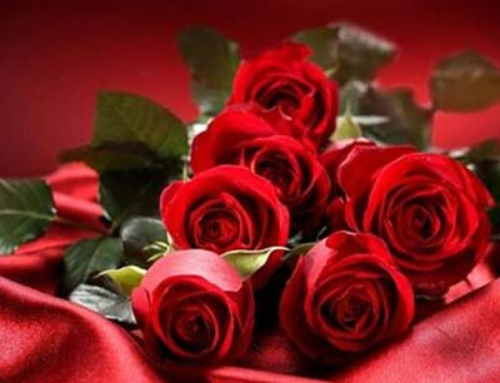 15朵玫瑰花代表什么意思 送玫瑰花要送几朵好(图2) 15朵玫瑰花代表什么意思 送玫瑰花要送几朵好(图2)