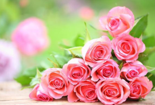 15朵玫瑰花代表什么意思 送玫瑰花要送几朵好(图1) 15朵玫瑰花代表什么意思 送玫瑰花要送几朵好(图1)