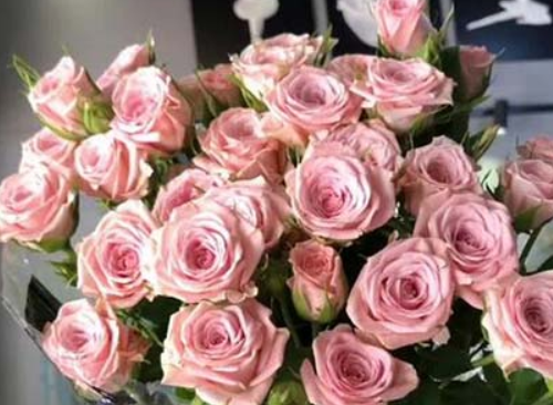 15朵玫瑰花代表什么意思 送玫瑰花要送几朵好(图4) 15朵玫瑰花代表什么意思 送玫瑰花要送几朵好(图4)