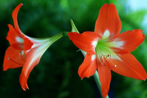男朋友送百合花代表什么意思 送百合花送几朵好(图2)