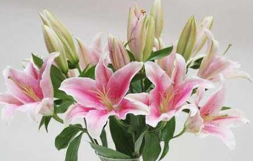 男朋友送百合花代表什么意思 送百合花送几朵好(图4)