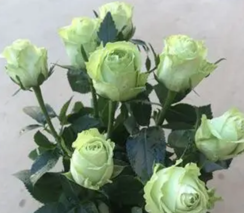 七朵玫瑰花代表什么意思 不同数量的玫瑰花的含义有哪些(图2) 七朵玫瑰花代表什么意思 不同数量的玫瑰花的含义有哪些(图2)