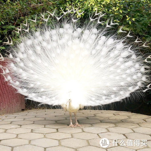 广州有多好玩?进来看过才知道(图4) 广州有多好玩?进来看过才知道