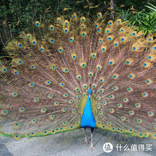 广州有多好玩?进来看过才知道(图3) 广州有多好玩?进来看过才知道
