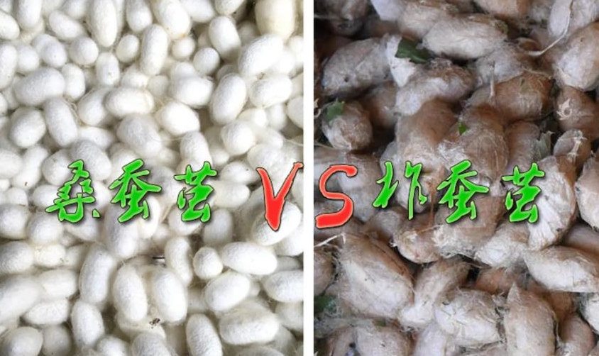 桑蚕丝与柞蚕丝的区别是什么?哪种比较好(图1) 图片.png