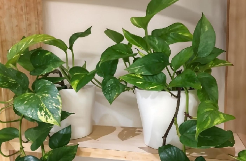 除甲醛绿植哪个比较好(图2) 除甲醛绿植哪个比较好(图2)