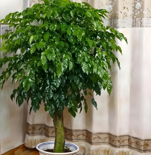 除甲醛绿植哪个比较好(图3) 除甲醛绿植哪个比较好(图3)