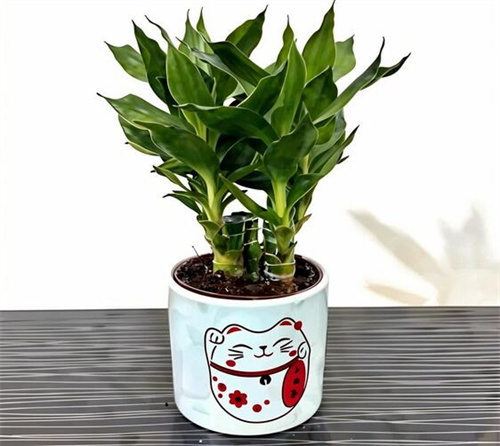 富贵竹吸甲醛效果好吗?(图2) 富贵竹吸甲醛效果好吗?(图2)