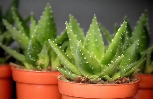 富贵竹吸甲醛效果好吗?(图4) 富贵竹吸甲醛效果好吗?(图4)