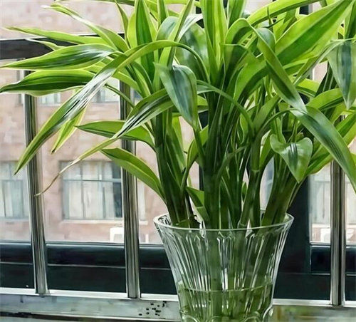 富贵竹吸甲醛效果好吗?(图3) 富贵竹吸甲醛效果好吗?(图3)