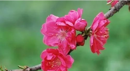 男人桃花命好吗 男人桃花运旺是什么意思(图2) 男人桃花命好吗 男人桃花运旺是什么意思(图2)