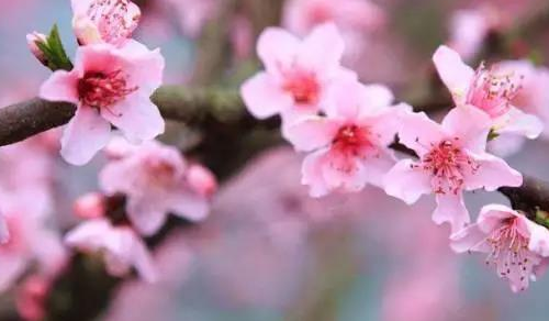 男人桃花命好吗 男人桃花运旺是什么意思(图3) 男人桃花命好吗 男人桃花运旺是什么意思(图3)