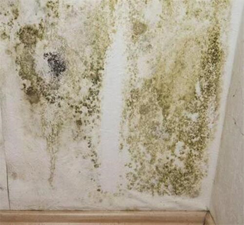 墙角发霉如何处理 那就试试这4个方法吧(图4) 墙角发霉如何处理 那就试试这4个方法吧(图4)