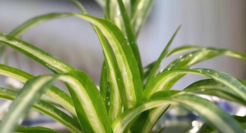 什么绿植吸甲醛效果最好最快(图1) 什么绿植吸甲醛效果最好最快(图1)