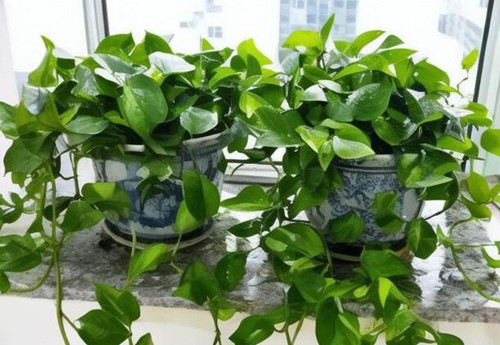 什么绿植吸甲醛效果最好最快(图2) 什么绿植吸甲醛效果最好最快(图2)