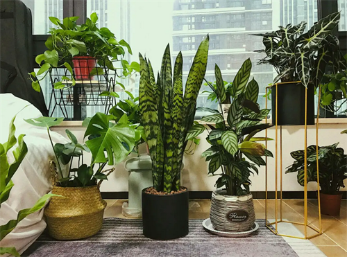 什么绿植吸甲醛效果最好最快(图3) 什么绿植吸甲醛效果最好最快(图3)