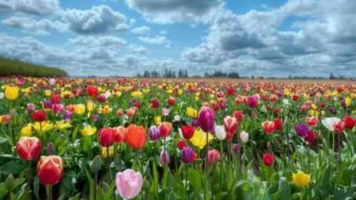 黄郁金香花语暗示什么 粉色郁金香花语暗示什么(图1) 黄郁金香花语暗示什么 粉色郁金香花语暗示什么(图1)