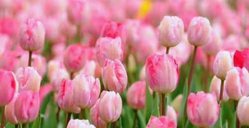 黄郁金香花语暗示什么 粉色郁金香花语暗示什么(图3) 黄郁金香花语暗示什么 粉色郁金香花语暗示什么(图3)