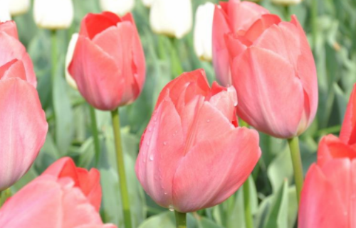 黄郁金香花语暗示什么 粉色郁金香花语暗示什么(图4) 黄郁金香花语暗示什么 粉色郁金香花语暗示什么(图4)