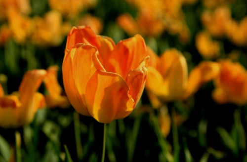 黄郁金香花语暗示什么 粉色郁金香花语暗示什么(图2) 黄郁金香花语暗示什么 粉色郁金香花语暗示什么(图2)