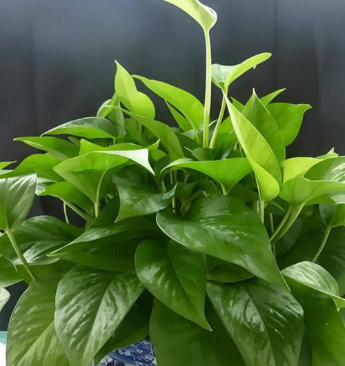 适合卫生间养的植物有哪些(图1) 适合卫生间养的植物有哪些(图1)