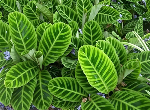 适合卫生间养的植物有哪些(图4) 适合卫生间养的植物有哪些(图4)