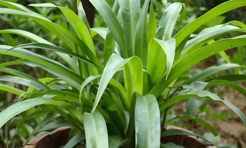 适合卫生间养的植物有哪些(图3) 适合卫生间养的植物有哪些(图3)