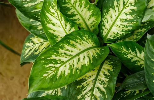 什么植物除甲醛最快最有效(图3) 什么植物除甲醛最快最有效(图3)