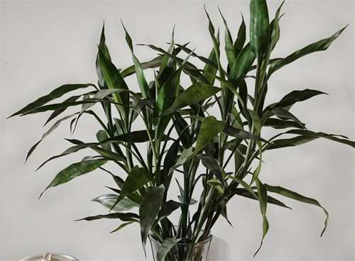 什么植物除甲醛最快最有效(图4) 什么植物除甲醛最快最有效(图4)