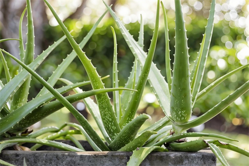 什么植物除甲醛最快最有效(图1) 什么植物除甲醛最快最有效(图1)