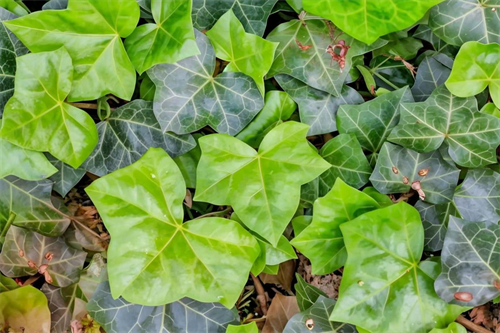 什么植物除甲醛最快最有效(图2) 什么植物除甲醛最快最有效(图2)