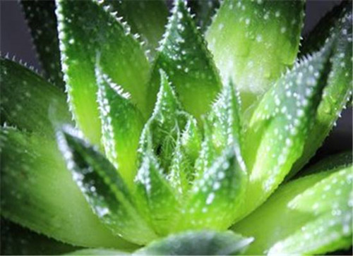 新房子装修后放什么植物好 新房装修有哪些风水注意事项(图1) 新房子装修后放什么植物好 新房装修有哪些风水注意事项(图1)