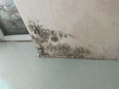 房间发霉了怎么处理墙壁