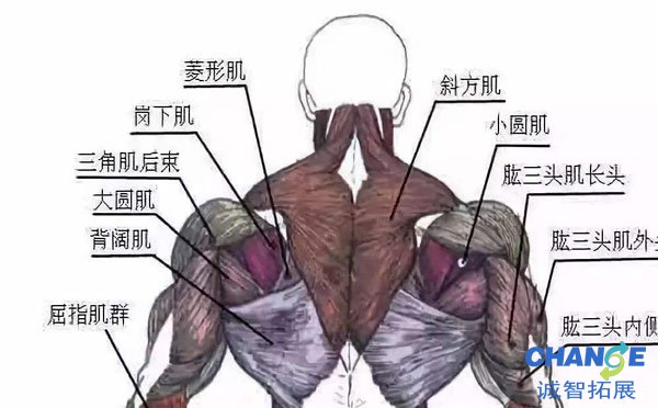 斜方肌中下束锻炼方法