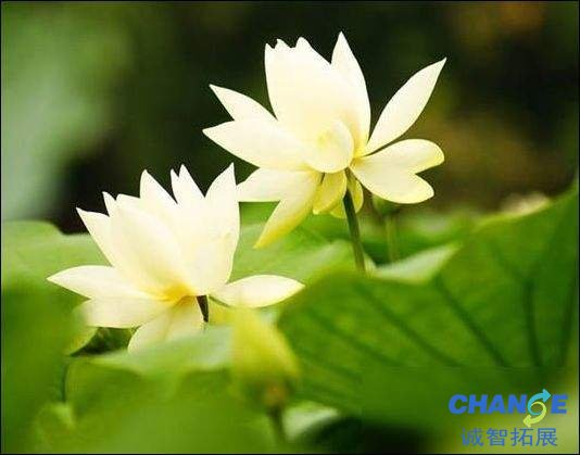 淡定有内涵的网名