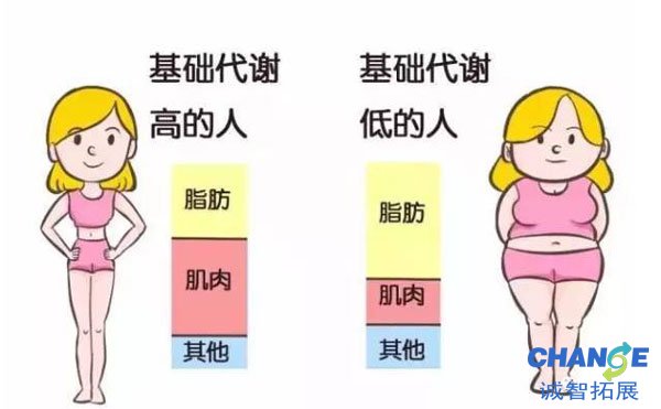 哪些因素会影响基础代谢