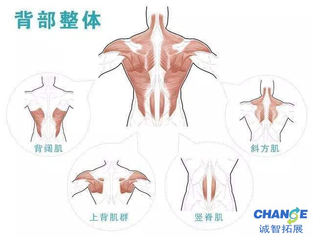 如何练好健身动作之背部肌肉详细动作