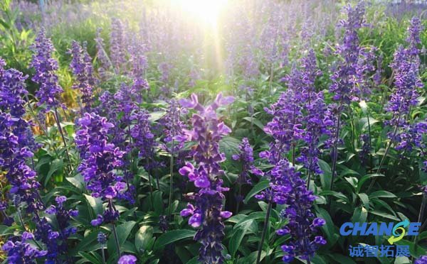 广州花都香草世界拓展基地
